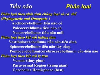 Tiểu não Phân lọai
Phaân loïai theo phaùt sinh chuûng loaïi vaø caù theå
(Phylogenetic and Ontogenic )
Archicerebellum= tiểu naõo cổ
Paleocerebllum= tieåu naõo cuû
Neocerebellum= tieåu naõo môùi
Phaân loaïi theo keát noái höôùng taâm
Vestibulocerebellum= tiểu não-tiền đình
Spinocerebellum= tiểu não-tủy sống
Pontocerebellum(cerebrocerebellum)= cầu-tiểu não
Phaân loaïi theo keát noái ly taâm
Vermis (thuỳ giun)
Paravermal Region (trung gian)
Cerebellar Hemisphere (beân)
 