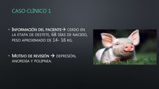 CASO CLÍNICO 1
• INFORMACIÓN DEL PACIENTE CERDO EN
LA ETAPA DE DESTETE, 68 DÍAS DE NACIDO,
PESO APROXIMADO DE 14- 16 KG.
• MOTIVO DE REVISIÓN  DEPRESIÓN,
ANOREXIA Y POLIPNEA.
 