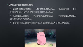 • DIAGNÓSTICO PRESUNTIVO
• BRONCONEUMONIA LINFOPROLIFERATIVA SUGESTIVO DE
MYCOPLASMA SPP. Y BACTERIAS SECUNDARIAS.
• ACTINOBACILLUS PLEUROPNEUMONIAE (PLEURONEUMONÍA
CONTAGIOSA PORCINA).
• BORDETELLA BRONCHISEPTICA Y SALMONELLA CHOLERAESUIS.
 