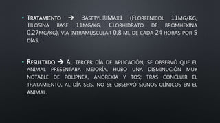• TRATAMIENTO  BASETYL®MAX1 (FLORFENICOL 11MG/KG,
TILOSINA BASE 11MG/KG, CLORHIDRATO DE BROMHEXINA
0.27MG/KG), VÍA INTRAMUSCULAR 0.8 ML DE CADA 24 HORAS POR 5
DÍAS.
• RESULTADO  AL TERCER DÍA DE APLICACIÓN, SE OBSERVÓ QUE EL
ANIMAL PRESENTABA MEJORÍA, HUBO UNA DISMINUCIÓN MUY
NOTABLE DE POLIPNEA, ANOREXIA Y TOS; TRAS CONCLUIR EL
TRATAMIENTO, AL DÍA SEIS, NO SE OBSERVÓ SIGNOS CLÍNICOS EN EL
ANIMAL.
 