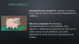 CASO CLÍNICO 2
• INFORMACIÓN DEL PACIENTE CAMADA DE CERDOS
DE 11 DÍAS DE EDAD, CON UN PESO APROXIMADO DE
2.800 KG.
• MOTIVO DE REVISIÓN  DEPRESIÓN,
DESHIDRATACIÓN LEVE CON ANOREXIA, PELO
HIRSUTO, Y PRESENCIA DE MANCHAS DE HECES EN LA
ZONA CAUDAL DE LOS ANIMALES, ASÍ COMO
PRESENCIA DE HECES CON POCA VISCOSIDAD EN EL
CORRAL.
 