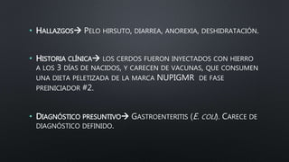 • HALLAZGOS PELO HIRSUTO, DIARREA, ANOREXIA, DESHIDRATACIÓN.
• HISTORIA CLÍNICA LOS CERDOS FUERON INYECTADOS CON HIERRO
A LOS 3 DÍAS DE NACIDOS, Y CARECEN DE VACUNAS, QUE CONSUMEN
UNA DIETA PELETIZADA DE LA MARCA NUPIGMR DE FASE
PREINICIADOR #2.
• DIAGNÓSTICO PRESUNTIVO GASTROENTERITIS (E. COLI). CARECE DE
DIAGNÓSTICO DEFINIDO.
 