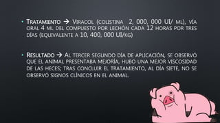 • TRATAMIENTO  VIRACOL (COLISTINA 2, 000, 000 UI/ ML), VÍA
ORAL 4 ML DEL COMPUESTO POR LECHÓN CADA 12 HORAS POR TRES
DÍAS (EQUIVALENTE A 10, 400, 000 UI/KG)
• RESULTADO  AL TERCER SEGUNDO DÍA DE APLICACIÓN, SE OBSERVÓ
QUE EL ANIMAL PRESENTABA MEJORÍA, HUBO UNA MEJOR VISCOSIDAD
DE LAS HECES; TRAS CONCLUIR EL TRATAMIENTO, AL DÍA SIETE, NO SE
OBSERVÓ SIGNOS CLÍNICOS EN EL ANIMAL.
 