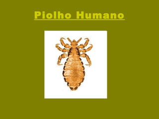 Piolho Humano 