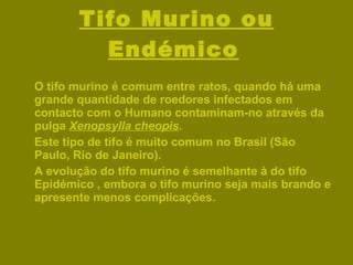 Tifo Murino ou Endémico   O tifo murino é comum entre ratos, quando há uma grande quantidade de roedores infectados em contacto com o Humano contaminam-no através da pulga  Xenopsylla cheopis . Este tipo de tifo é muito comum no Brasil (São Paulo, Rio de Janeiro). A evolução do tifo murino é semelhante à do tifo Epidémico , embora o tifo murino seja mais brando e apresente menos complicações. 