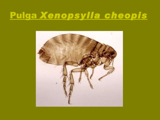 Pulga  Xenopsylla cheopis   