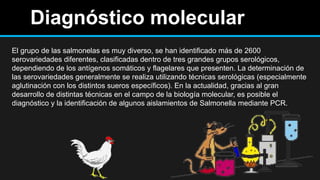 Diagnóstico molecular
El grupo de las salmonelas es muy diverso, se han identificado más de 2600
serovariedades diferentes, clasificadas dentro de tres grandes grupos serológicos,
dependiendo de los antígenos somáticos y flagelares que presenten. La determinación de
las serovariedades generalmente se realiza utilizando técnicas serológicas (especialmente
aglutinación con los distintos sueros específicos). En la actualidad, gracias al gran
desarrollo de distintas técnicas en el campo de la biología molecular, es posible el
diagnóstico y la identificación de algunos aislamientos de Salmonella mediante PCR.
 