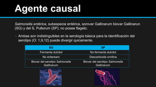 Agente causal
Salmonella entérica, subespecie entérica, sorovar Gallinarum biovar Gallinarun
(SG) y del S, Pullorum (SP), no posee flagelo.
- Ambas son indistinguibles en la serología básica para la identificación del
serotipo (O: 1,9,12) puede divergir quicamente.
SG SP
Fermenta dulcitol No fermenta dulcitol
No enterearo Descarboxila ornitina
Biovar del serotipo Salmonella
Gallinarum.
Biovar del serotipo Salmonella
Gallinarum.
 