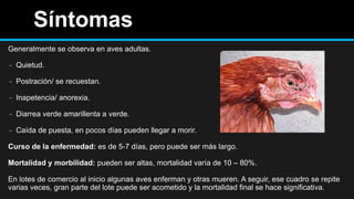 Síntomas
Generalmente se observa en aves adultas.
- Quietud.
- Postración/ se recuestan.
- Inapetencia/ anorexia.
- Diarrea verde amarillenta a verde.
- Caída de puesta, en pocos días pueden llegar a morir.
Curso de la enfermedad: es de 5-7 días, pero puede ser más largo.
Mortalidad y morbilidad: pueden ser altas, mortalidad varía de 10 – 80%.
En lotes de comercio al inicio algunas aves enferman y otras mueren. A seguir, ese cuadro se repite
varias veces, gran parte del lote puede ser acometido y la mortalidad final se hace significativa.
 