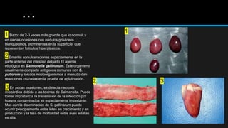 …
1
2 3
1 Bazo: de 2-3 veces más grande que lo normal, y
en ciertas ocasiones con nódulos grisáceos
blanquecinos, prominentes en la superficie, que
representan folículos hiperplásicos.
Enteritis con ulceraciones especialmente en la
parte anterior del intestino delgado El agente
etiológico es Salmonella gallinarum. Este organismo
usualmente comparte antígenos comunes con S.
pullorum y los dos microorganismos a menudo dan
reacciones cruzadas en la prueba de aglutinación.
En pocas ocasiones, se detecta necrosis
miocárdica debida a las toxinas de Salmonella. Puede
tomar importancia la transmisión de la infección por
huevos contaminados es especialmente importante.
Más aún la diseminación de S. gallinarum puede
ocurrir principalmente entre lotes en crecimiento y en
producción y la tasa de mortalidad entre aves adultas
es alta.
2
3
 
