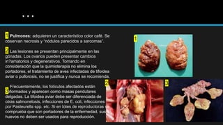 …
32
1
1 Pulmones: adquieren un característico color café. Se
observan necrosis y “nódulos parecidos a sarcomas”.
Las lesiones se presentan principalmente en las
gónadas. Los ovarios pueden presentar cambios
in?amatorios y degenerativos. Tomando en
consideración que la quimioterapia no elimina los
portadores, el tratamiento de aves infectadas de tifoidea
aviar o pullorosis, no se justifica y nunca se recomienda.
Frecuentemente, los folículos afectados están
deformados y aparecen como masas pendulares
delgadas. La tifoidea aviar debe ser diferenciada de
otras salmonelosis, infecciones de E. coli, infecciones
por Pasteurella spp. etc. Si en lotes de reproductoras se
comprueba que son portadores de la enfermedad, sus
huevos no deben ser usados para reproducción.
2
3
 