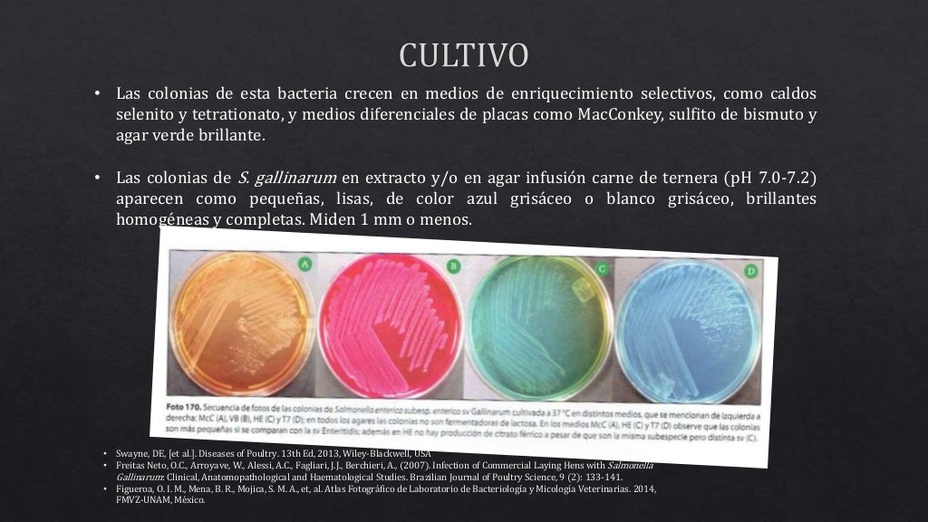 Tifoidea Aviar (Salmonelosis Aviar) Salmonella gallinarum