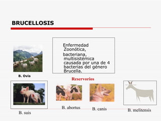 BRUCELLOSIS Enfermedad Zoonótica, bacteriana, multisistémica causada por una de 4  bacterias del género Brucella. B. abortus B. canis B. melitensis B. suis Reservorios B. Ovis 