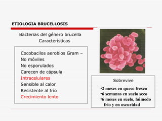 ETIOLOGIA BRUCELLOSIS Bacterias del género brucella Características Cocobacilos aerobios Gram – No móviles No esporulados Carecen de cápsula Intracelulares Sensible al calor Resistente al frío Crecimiento lento 2 meses en queso fresco 6 semanas en suelo seco 6 meses en suelo, húmedo frio y en oscuridad Sobrevive 