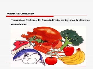FORMA DE CONTAGIO Transmisión fecal-oral .  En forma indirecta, por ingestión de alimentos contaminados.   