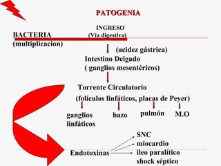 PATOGENIA INGRESO (Vía digestiva) (acidez gástrica) Intestino Delgado ( ganglios mesentéricos) Torrente Circulatorio (folículos linfáticos, placas de Peyer) bazo pulmón ganglios linfáticos Endotoxinas SNC miocardio ileo paralítico shock séptico M.O BACTERIA (multiplicacion) 