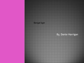 By, Dante Harrigan Bengal tiger  
