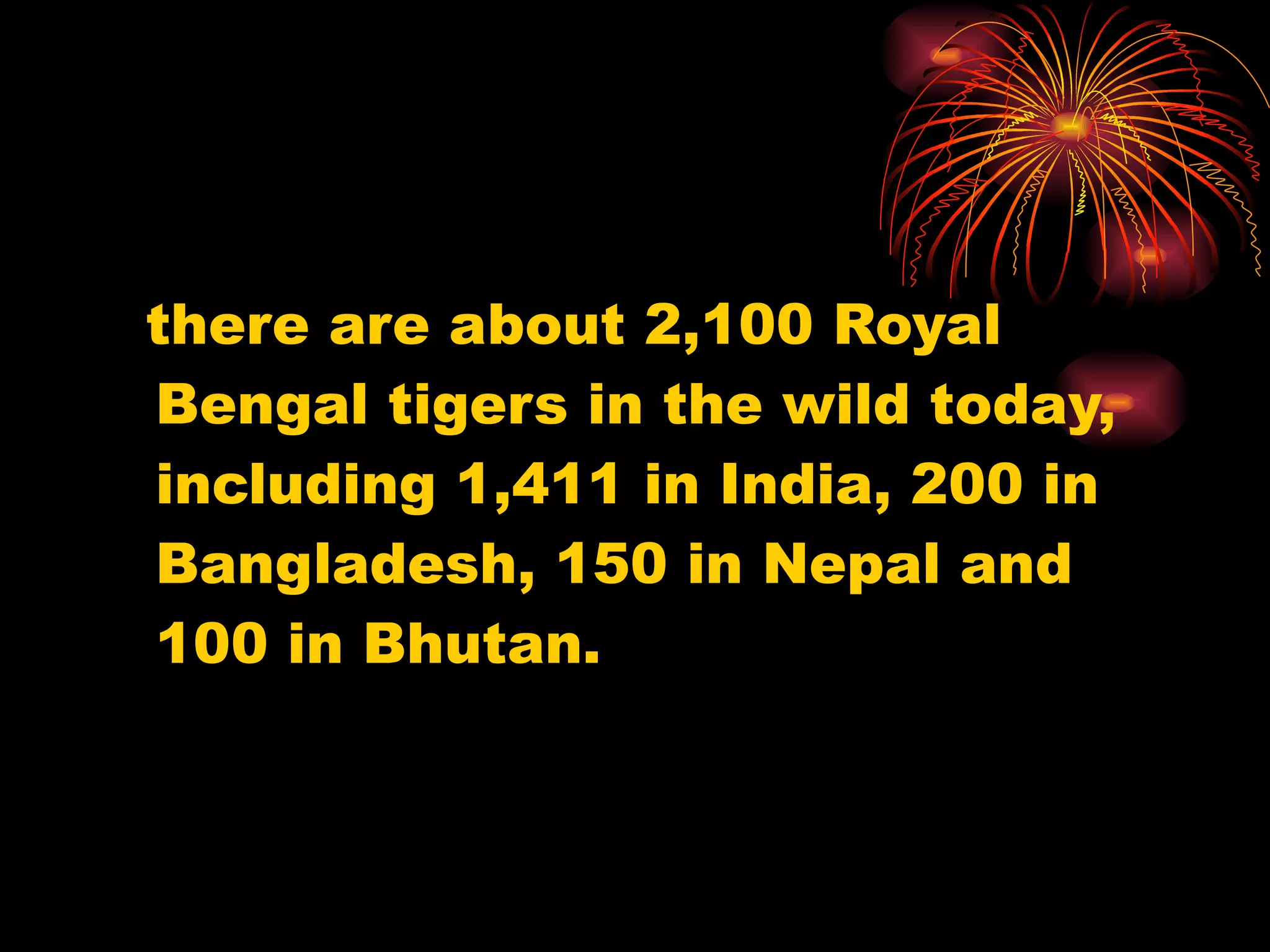 there are about 2,100 Royal Bengal tigers in the wild today, including 1,411 in India, 200 in Bangladesh, 150 in Nepal and 100 in Bhutan. 