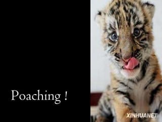 Poaching ! 