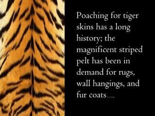 Poaching for tiger skins has a long history; the magnificent striped pelt has been in demand   for rugs, wall hangings, and fur coats   ….. 
