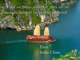 Even  Indo- China Their are bones and other parts are  to meet the demand for pseudo medicinal use in  