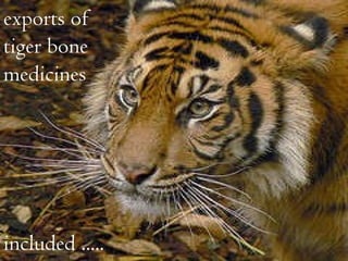exports of tiger bone medicines  included ..... 