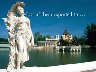 Most of them exported to …. Thailand 