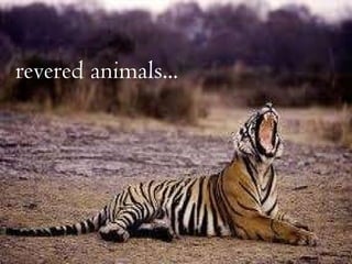 revered animals...   