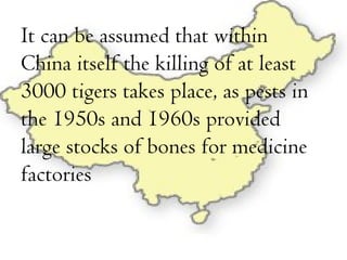 It can be assumed that within China itself the killing of at least 3000 tigers takes place, as pests in the 1950s and 1960s provided large stocks of bones for medicine factories   