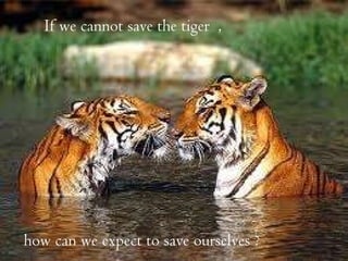 how can we expect to save ourselves ? If we cannot save the tiger  , 