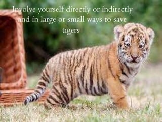 Involve yourself directly or indirectly and in large or small ways to save tigers   