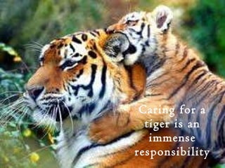 Caring for a tiger is an immense responsibility 