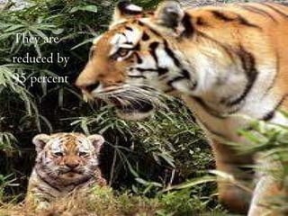 They are  reduced by  95 percent 