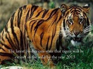 The latest predictions state that tigers will be extinct in the wild by the year 2015   