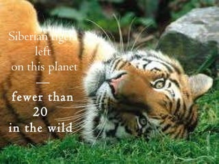 Siberian tigers left  on this planet— fewer than 20  in the wild   