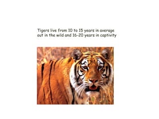 3 – Life Span
Tigers live from 10 to 15 years in average
out in the wild and 16-20 years in captivity
 