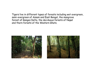 5 - Habitat
Tigers live in different types of forests including wet evergreen,
semi-evergreen of Assam and East Bengal, th...