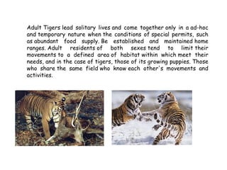 6 - Behavior
Adult Tigers lead solitary lives and come together only in a ad-hoc
and temporary nature when the conditions ...
