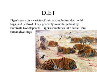DIET Tiger’ s prey on a variety of animals, including deer, wild hogs, and peafowl. They generally avoid large healthy mammals like elephants.  Tiger s sometimes take cattle from human dwellings.  
