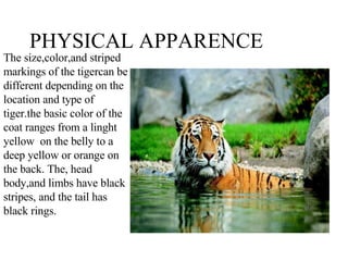 PHYSICAL APPARENCE The size,color,and striped markings of the tigercan be different depending on the location and type of tiger.the basic color of the coat ranges from a linght yellow  on the belly to a deep yellow or orange on the back. The, head body,and limbs have black stripes, and the tail has black rings. 