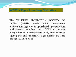 WPSI's Tiger Poaching Statistics


The WILDLIFE PROTECTION SOCIETY OF
INDIA     (WPSI)       works    with     government
enforcement agencies to apprehend tiger poachers
and traders throughout India. WPSI also makes
every effort to investigate and verify any seizure of
tiger parts and unnatural tiger deaths that are
brought to our notice.
 