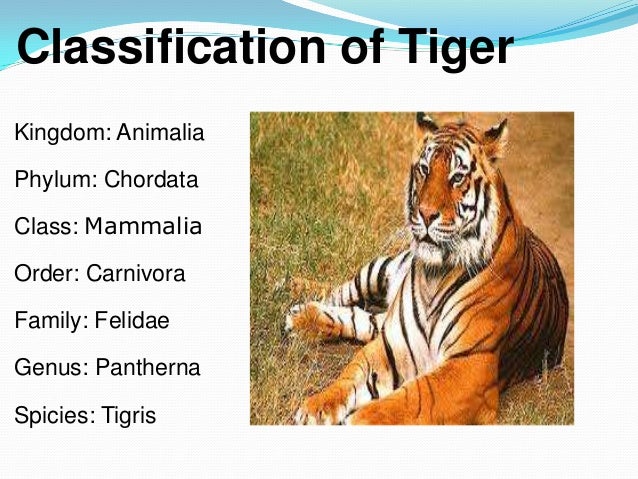 Tiger