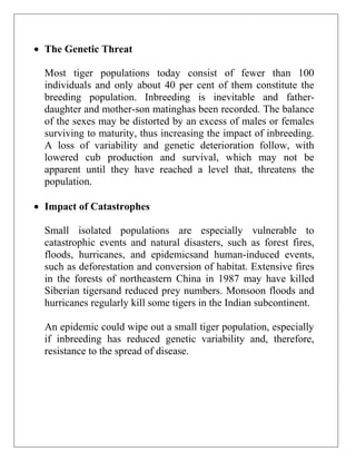 The Genetic Threat
Most tiger populations today consist of fewer than 100
individuals and only about 40 per cent of them constitute the
breeding population. Inbreeding is inevitable and fatherdaughter and mother-son matinghas been recorded. The balance
of the sexes may be distorted by an excess of males or females
surviving to maturity, thus increasing the impact of inbreeding.
A loss of variability and genetic deterioration follow, with
lowered cub production and survival, which may not be
apparent until they have reached a level that, threatens the
population.
Impact of Catastrophes
Small isolated populations are especially vulnerable to
catastrophic events and natural disasters, such as forest fires,
floods, hurricanes, and epidemicsand human-induced events,
such as deforestation and conversion of habitat. Extensive fires
in the forests of northeastern China in 1987 may have killed
Siberian tigersand reduced prey numbers. Monsoon floods and
hurricanes regularly kill some tigers in the Indian subcontinent.
An epidemic could wipe out a small tiger population, especially
if inbreeding has reduced genetic variability and, therefore,
resistance to the spread of disease.

 