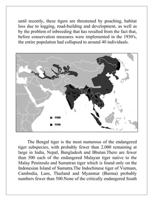 until recently, these tigers are threatened by poaching, habitat
loss due to logging, road-building and development, as well as
by the problem of inbreeding that has resulted from the fact that,
before conservation measures were implemented in the 1930′s,
the entire population had collapsed to around 40 individuals.

The Bengal tiger is the most numerous of the endangered
tiger subspecies, with probably fewer than 2,000 remaining at
large in India, Nepal, Bangladesh and Bhutan.There are fewer
than 500 each of the endangered Malayan tiger native to the
Malay Peninsula and Sumatran tiger which is found only on the
Indonesian Island of Sumatra.The Indochinese tiger of Vietnam,
Cambodia, Laos, Thailand and Myanmar (Burma) probably
numbers fewer than 500.None of the critically endangered South

 