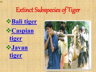 Extinct Subspecies of Tiger
Bali tiger
Caspian
tiger
Javan
tiger
 