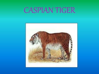 CASPIAN TIGER
 