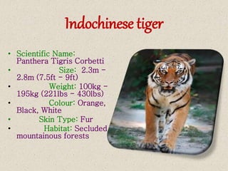 Indochinese tiger
• Scientific Name:
Panthera Tigris Corbetti
• Size: 2.3m -
2.8m (7.5ft - 9ft)
• Weight: 100kg -
195kg (221lbs - 430lbs)
• Colour: Orange,
Black, White
• Skin Type: Fur
• Habitat: Secluded
mountainous forests
 