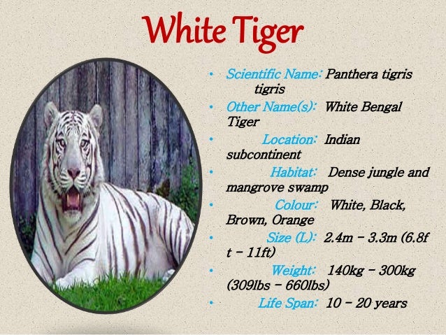 Tiger