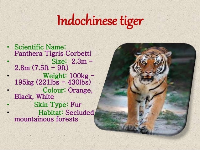 Tiger