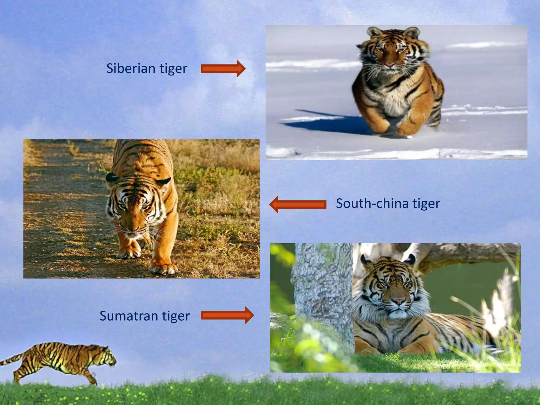 Tiger PPTX Tiger PPTX